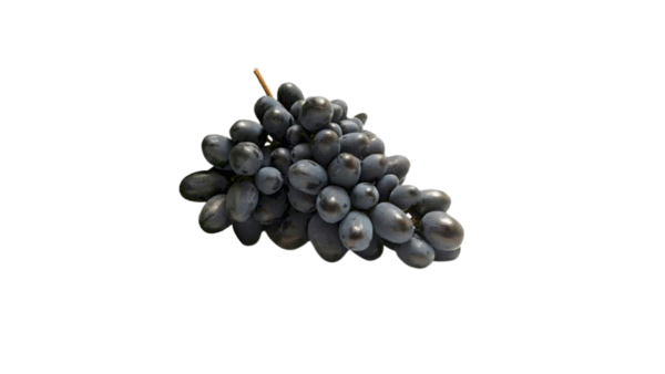 Uva Jubille