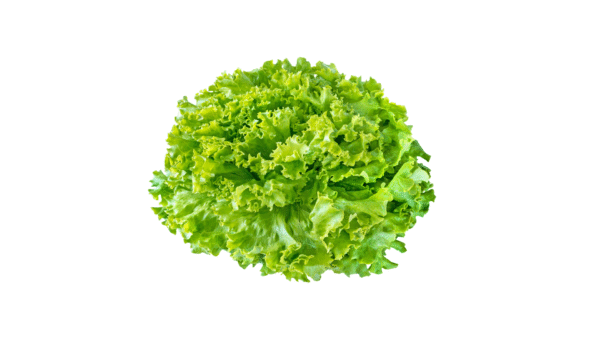 Alface Crespa