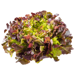 Alface Roxa